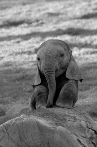 Cute Baby Elephant Wallpaper On