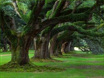 Beautiful Nature Wallpaper With Trees And Grass
