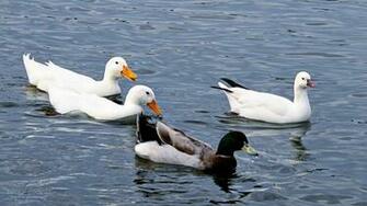Duck HD Wallpaper