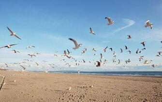 Beach Sea Image Wallpaper Beaches Summer Birds