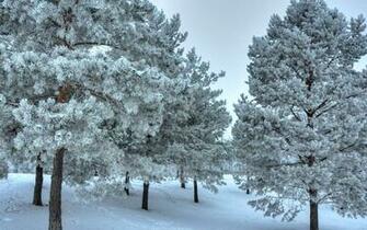 Snowy Trees Wallpaper