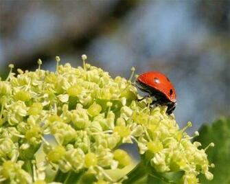 Ladybird On Weed Head Wallpaper Enjoy