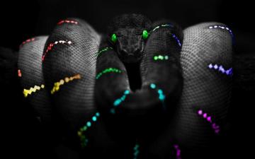 Selective Color Photography Snake HD