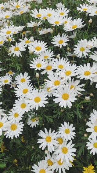 iPhone Wallpaper Plants Plant