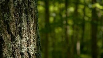 Up Close Tree Wallpaper HD