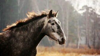 Wild Horse Wallpaper