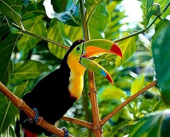 Toucan Wallpaper HD