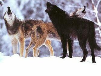 Wolf Cool Wallpaper