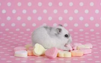 Wallpaper Archive Hamster