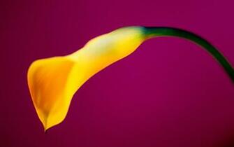 Yellow Calla Flowers HD Wallpaper 1 Definition