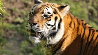 Siberian Tiger
