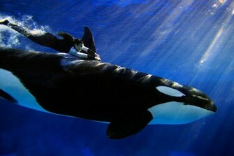 Orca Wallpaper