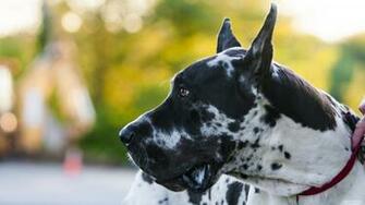 Great Dane Wallpaper Background Kicking Designs