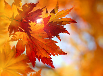 Maple Leaf Close Wallpaper