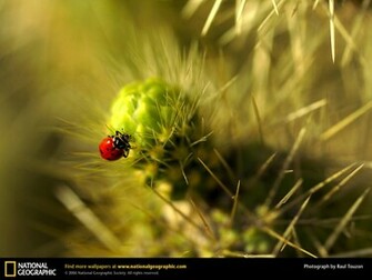 Famous National Geographic HD Wallpaper Part Unique