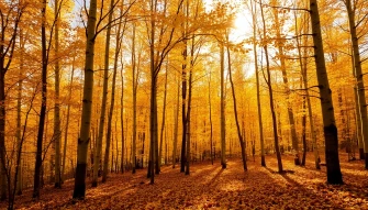 Aspen Forest Wallpaper