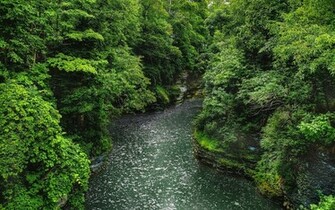 Beautiful Forest Wild River Wallpaper