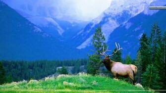 Bull Elk Overlook Wallpaper