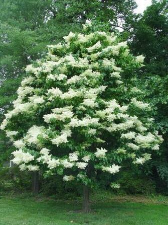 Lilac Tree Summer Snow Form Jpg