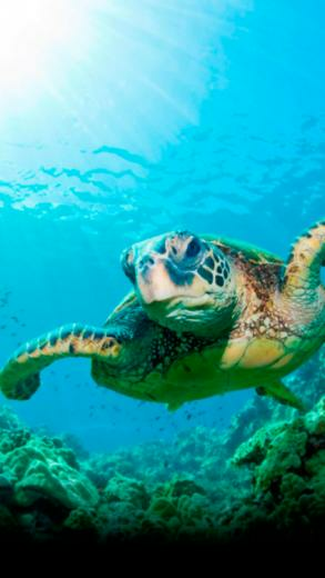 Showing Gallery For Cute Turtle iPhone Wallpaper