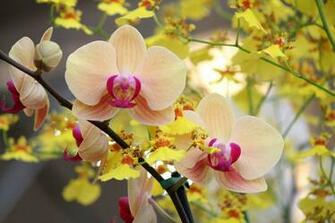 Feng Shui Flowers Loopele