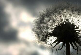 Dandelion Black And White