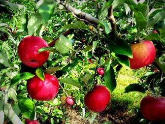 Apple Orchard Wallpaper Vignettes Picking