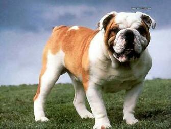 My Dogs Bulldogs Puppies Wallpaper Bulldog Photos