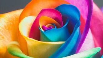 Rainbow Roses Wallpaper