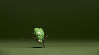 Bug Wallpaper