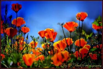 California Poppies Flower Wallpaper