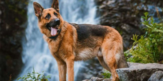 Adorable Pictures Of German Shepherds To Brighten Your Day