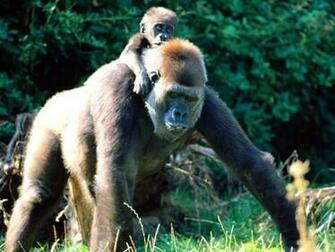 Monkey Screensaver Screensavers