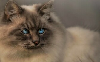 Siamese Cat Wallpaper