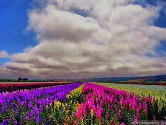 Field Of Flowers Wallpaper