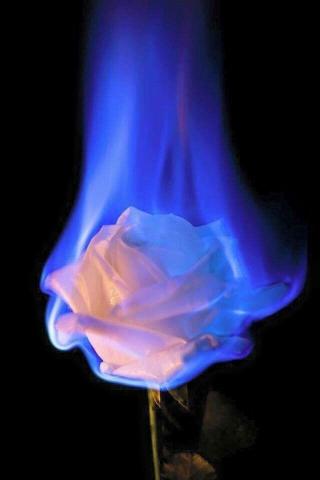 Burnt Roses