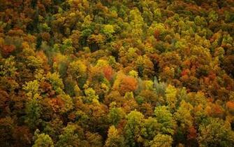 Autumn Forest Wallpaper