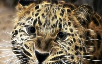 Leopard Wallpaper And Image Pictures Photos