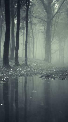 Creepy Dark Forest Wallpaper iPhone