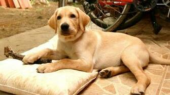 Pics Photos Labrador Lab Retriever Wallpaper Pictures