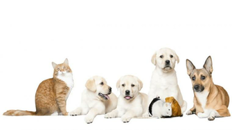 Funny Pets On A White Background Stock Video Footage Storyblocks