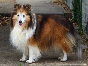 Shetland Sheepdog Wallpaper HD