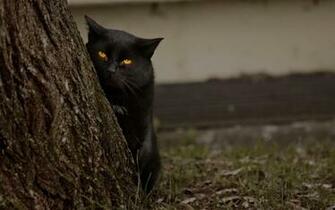 Cute Black Cat Wallpaper