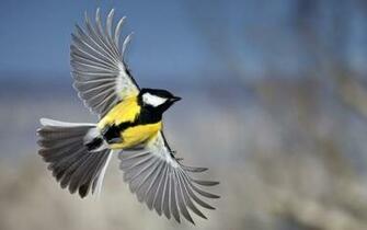 Wallpaper Birds For Desktop