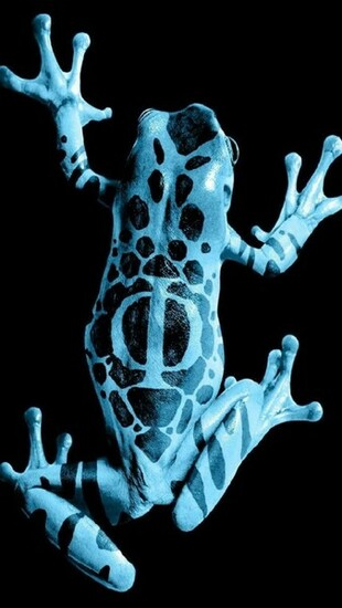 Fringe Frog iPhone Wallpaper Background Photo Image