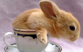 HD Wallpaper S Beautiful Baby Rabbits
