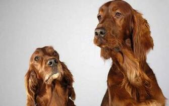 Wallpaper Cocker Spaniel Pictures