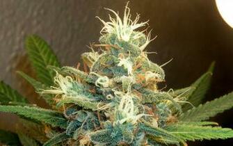 File Dreamyweed Jpg Wikipedia The Encyclopedia
