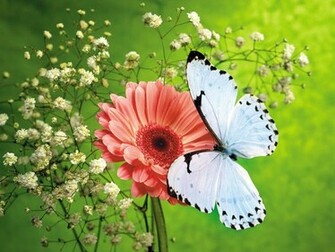 Flowers For Flower Lovers Desk Top HD Beautiful Wallpaper