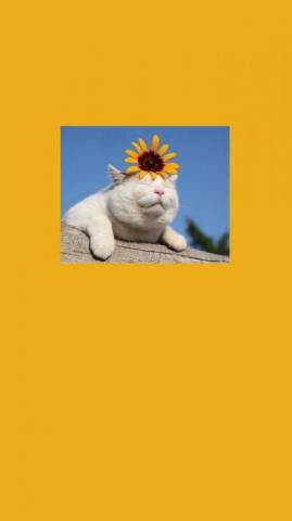 Cat Aesthetic Wallpaper Kucing Estetik In